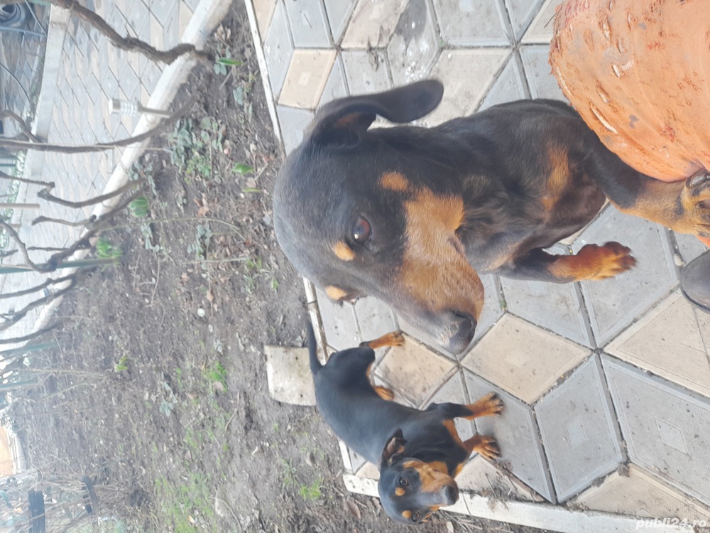 vind catelusa teckel  vind catelusa teckel