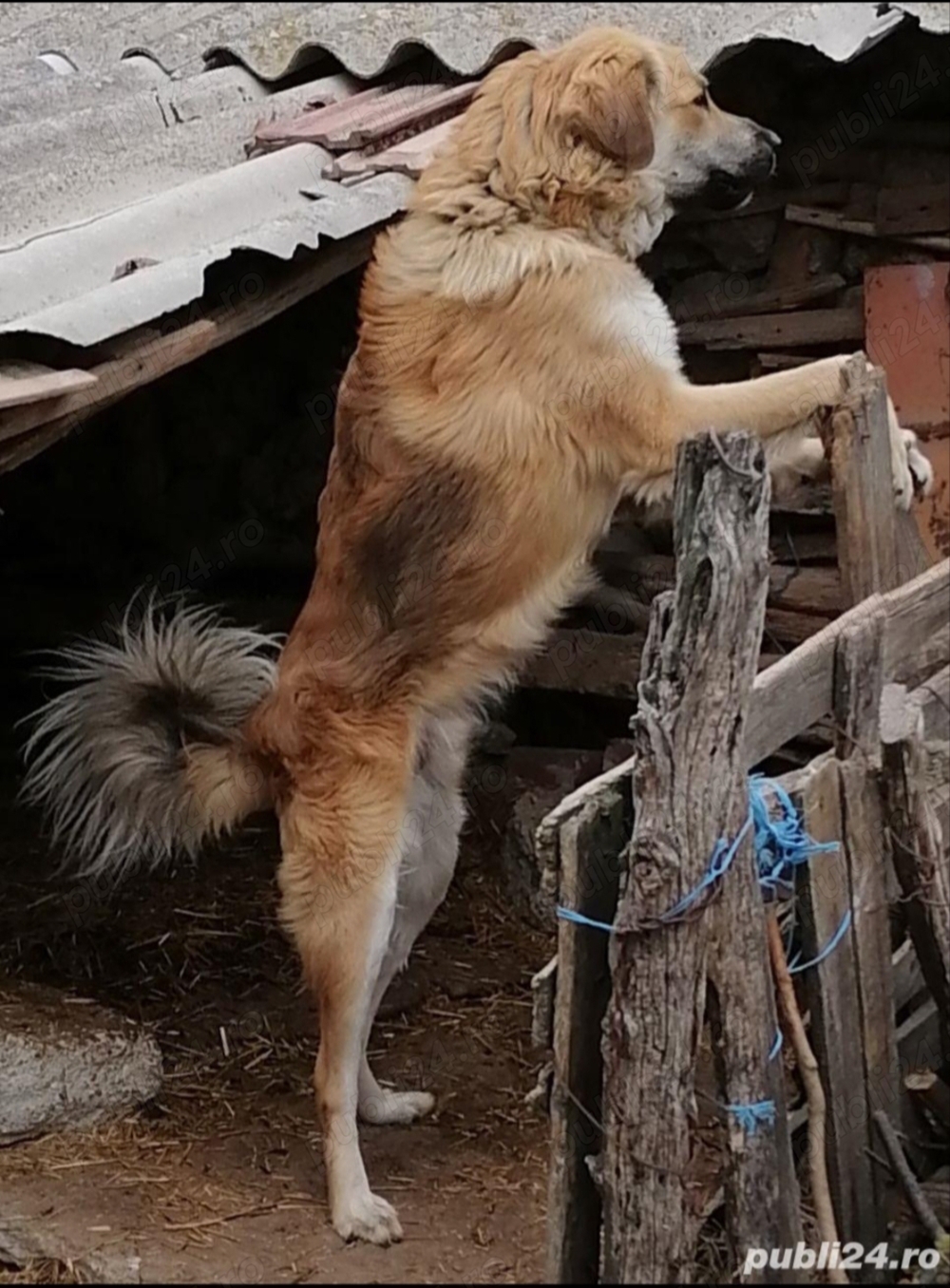 OCAZIE !!! Vand Caine Ciobanesc