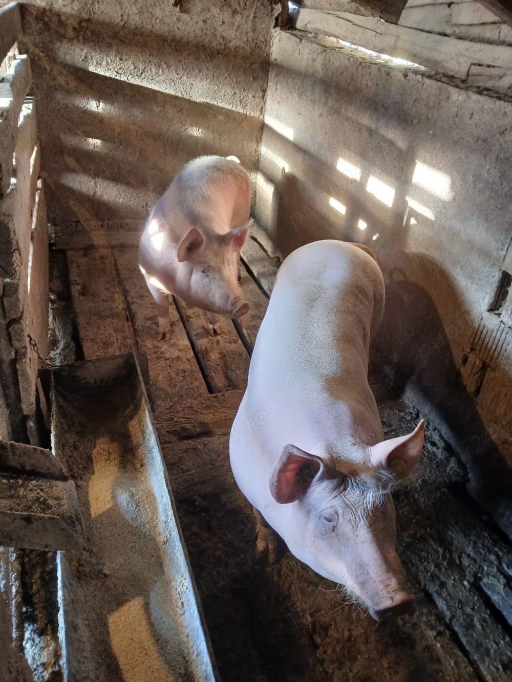 Porci bio de vanzare