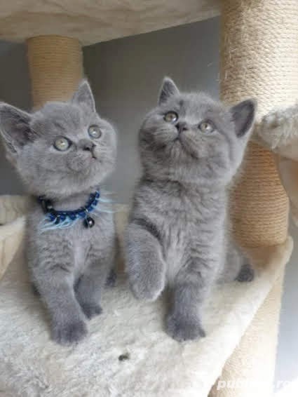 British Shorthair blue 