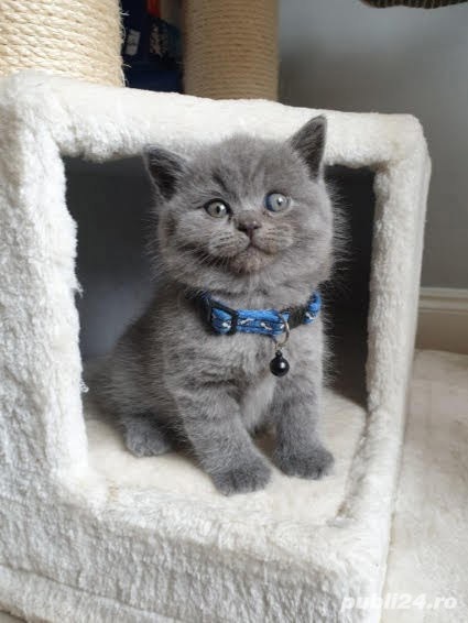 British Shorthair blue 
