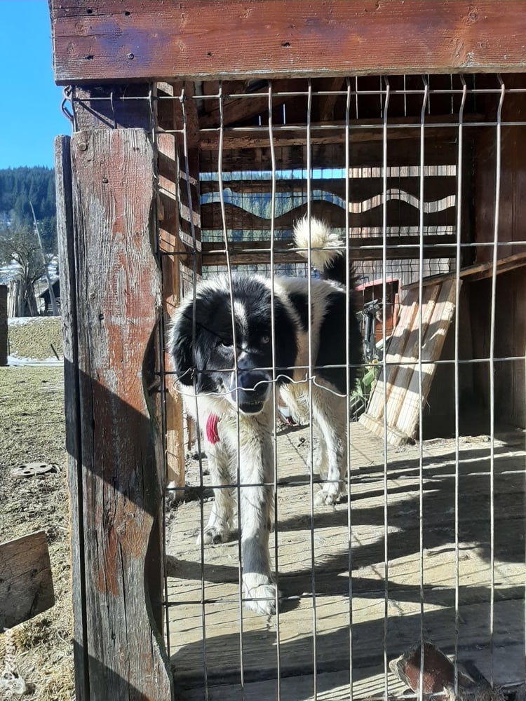 Vând câine ciobănesc de Bucovina 3 anvi și femela de 1 an foarte bine ...