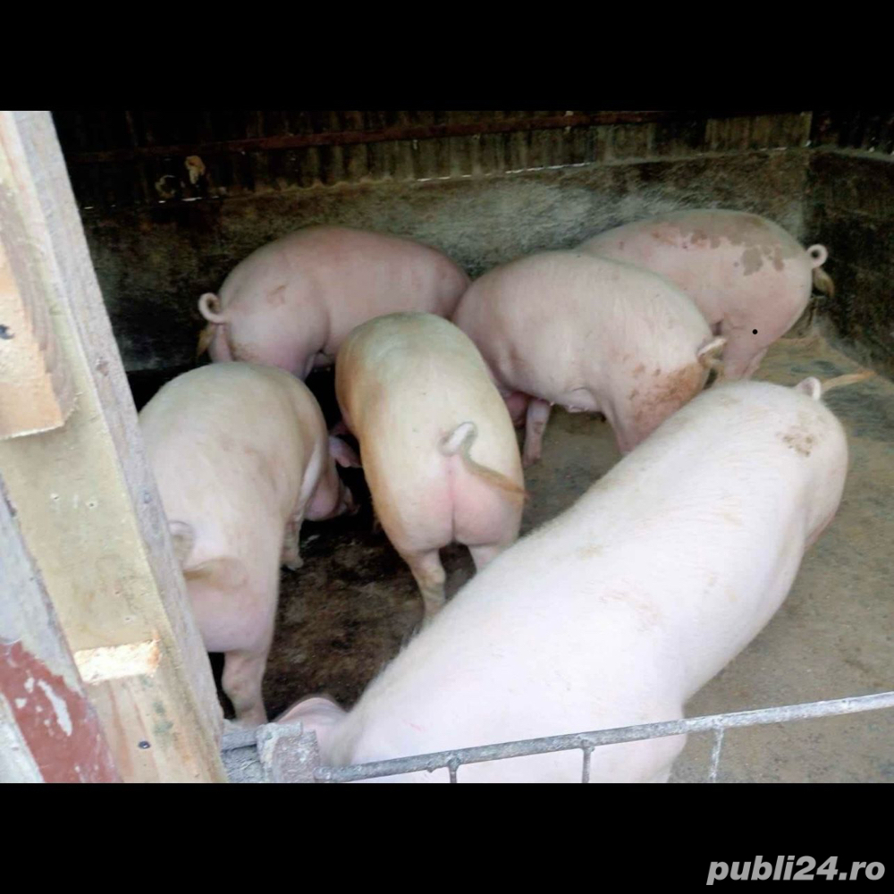 porci rasa carne 14 lei kg