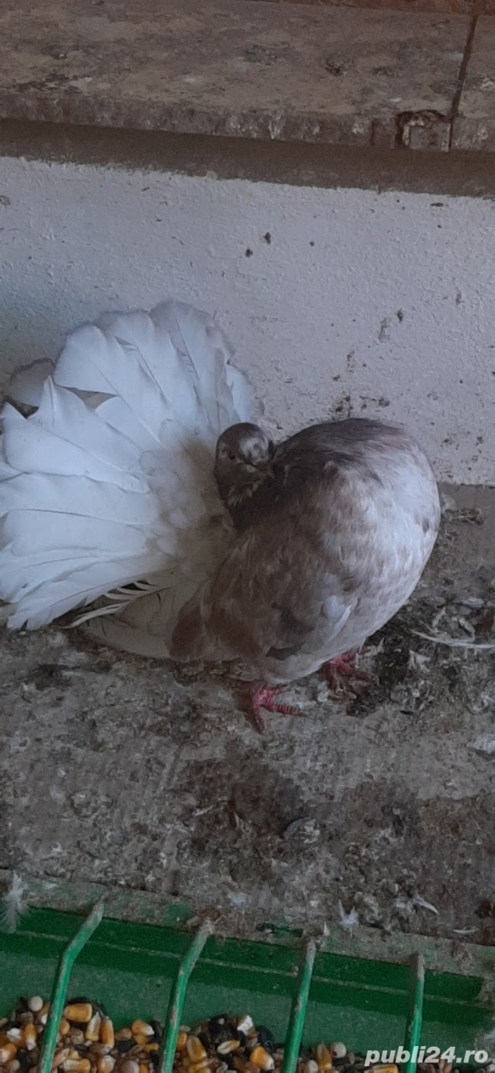 porumbei rasa porumbei rasa