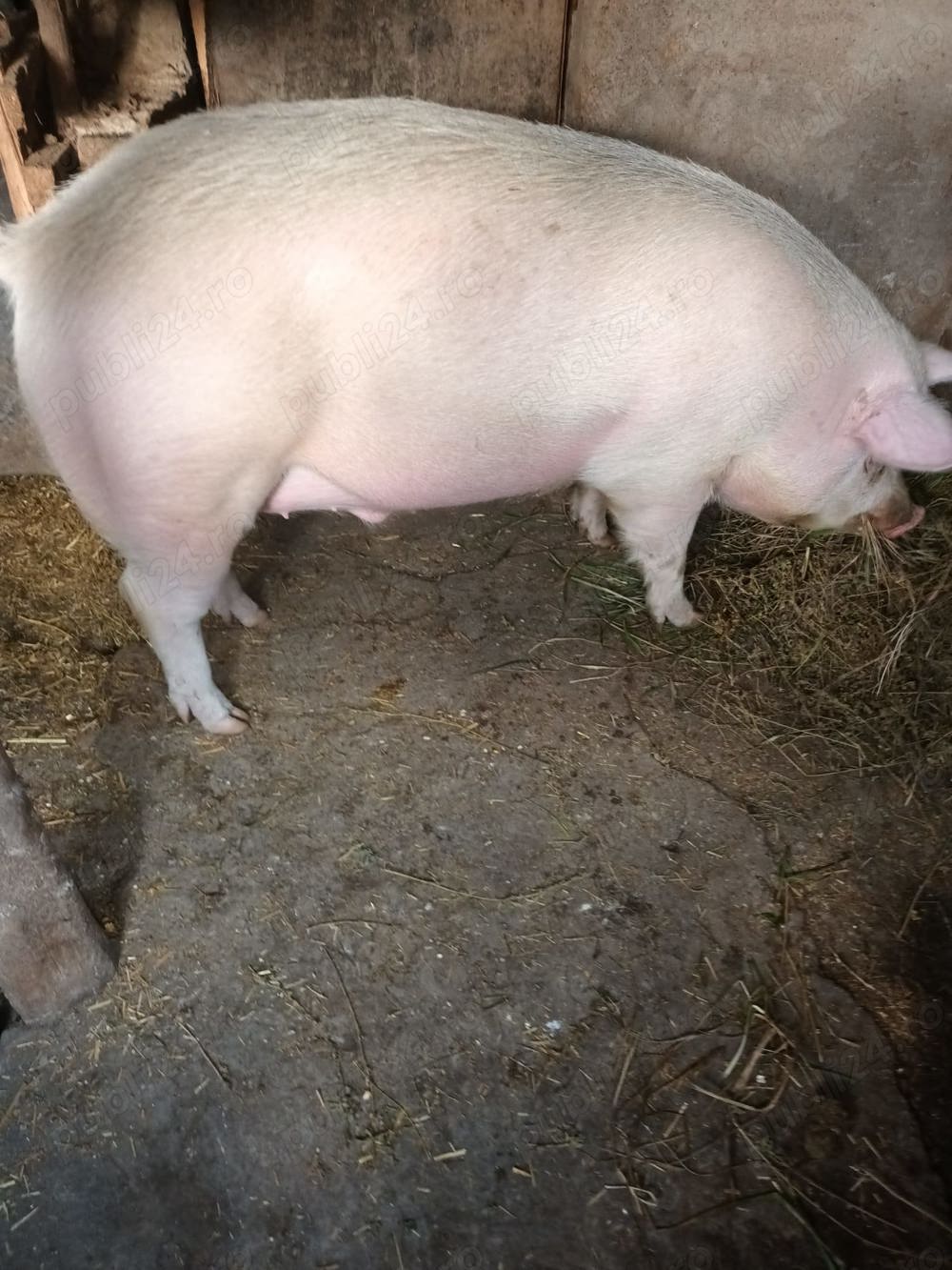 Vand porc rasa marele alb