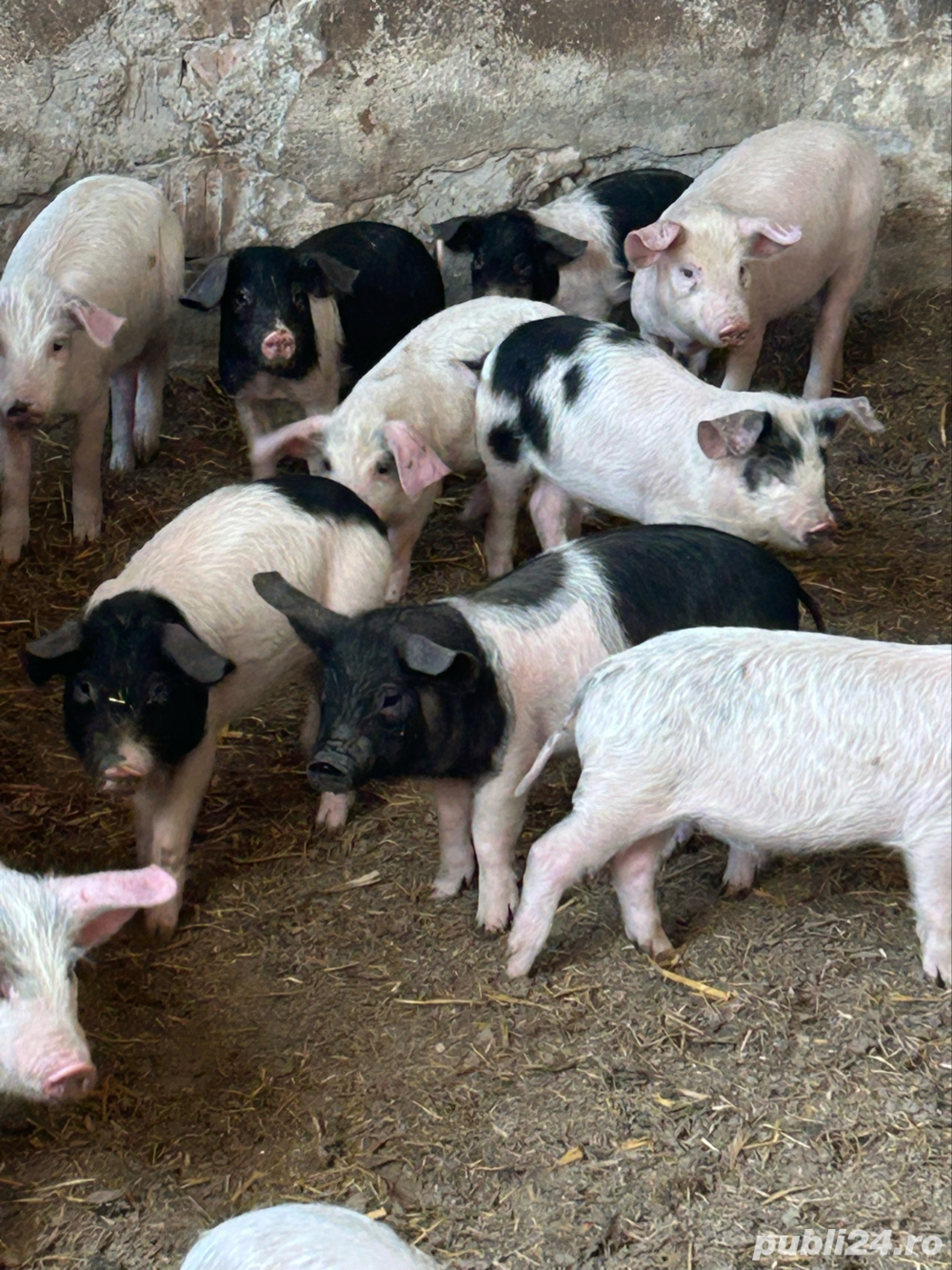 Porci de vânzare Porci de vânzare