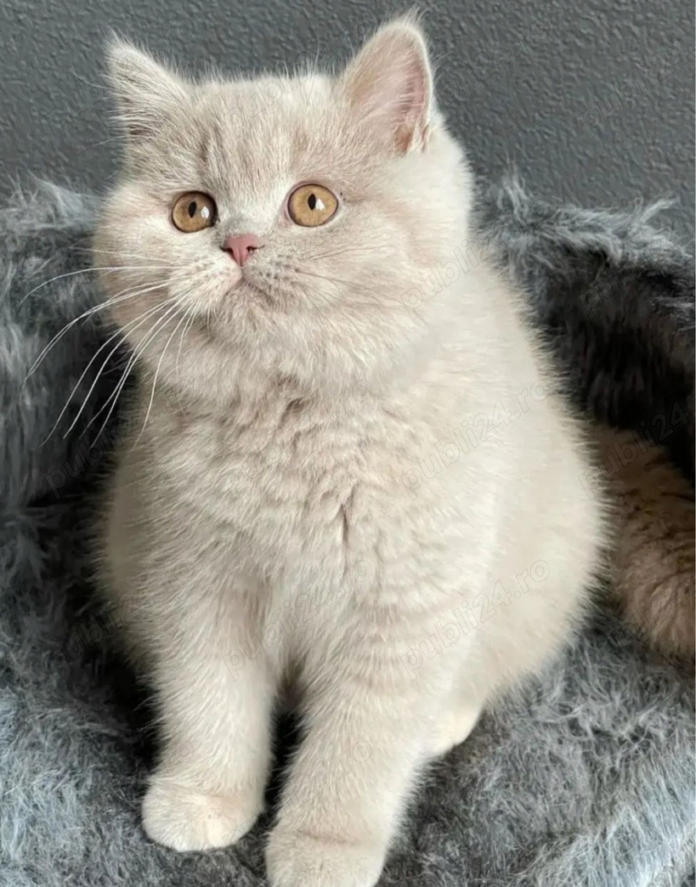 British Shorthair capucino  cream
