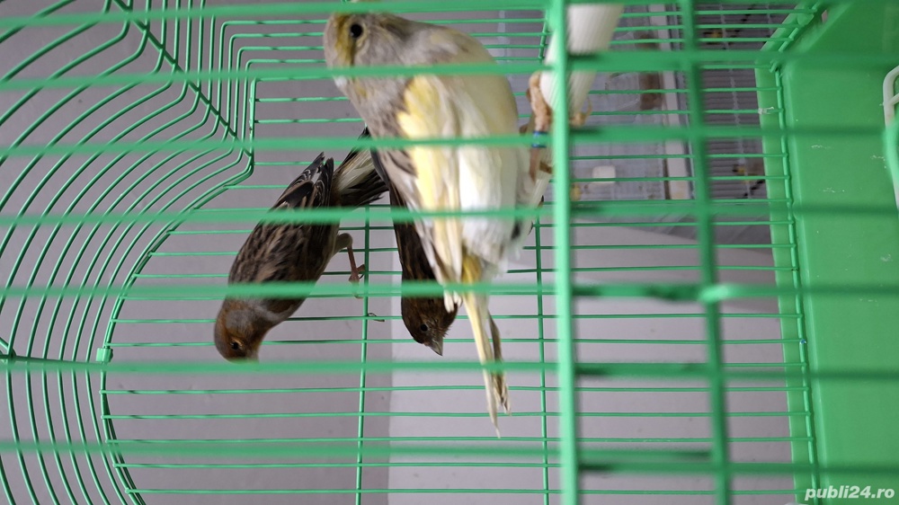 Canari si canarite 2024  Canari si canarite 2024