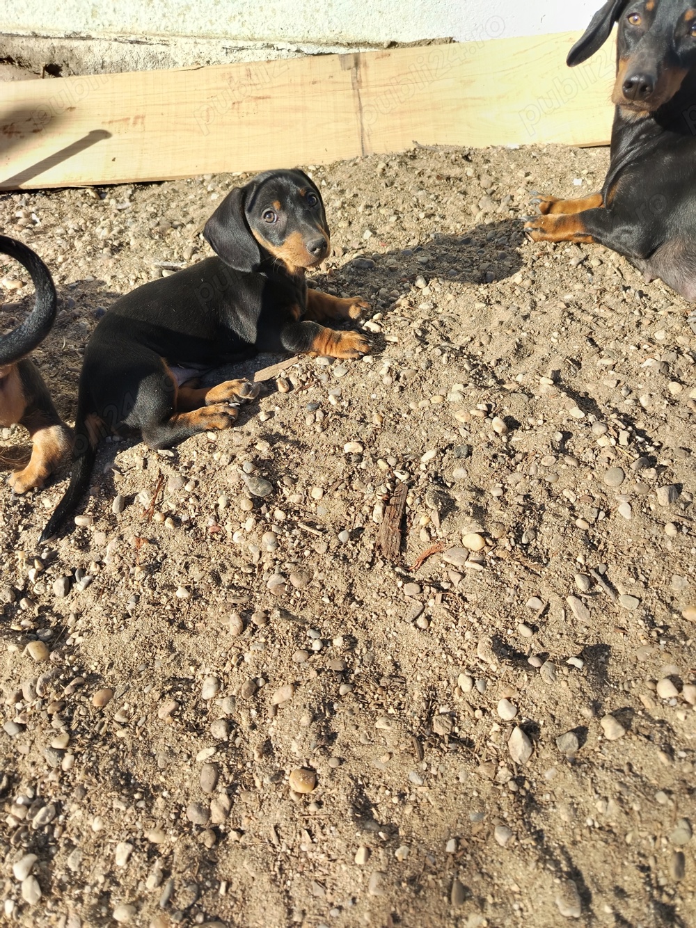 Tekel cu pete de foc 