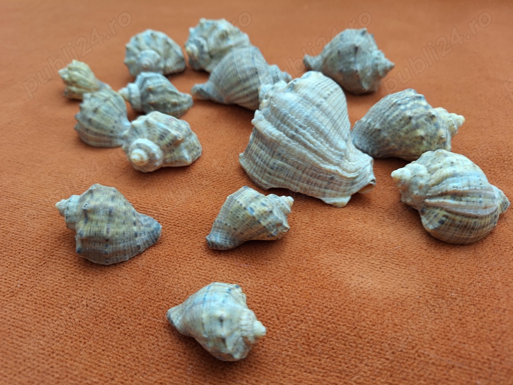 Cochilii melci pentru decor acvarii