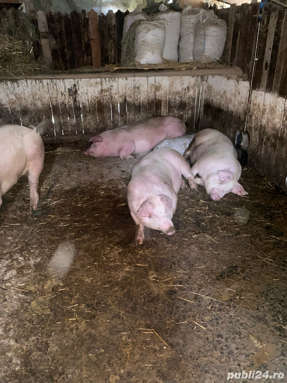 porci si purcei porci si purcei