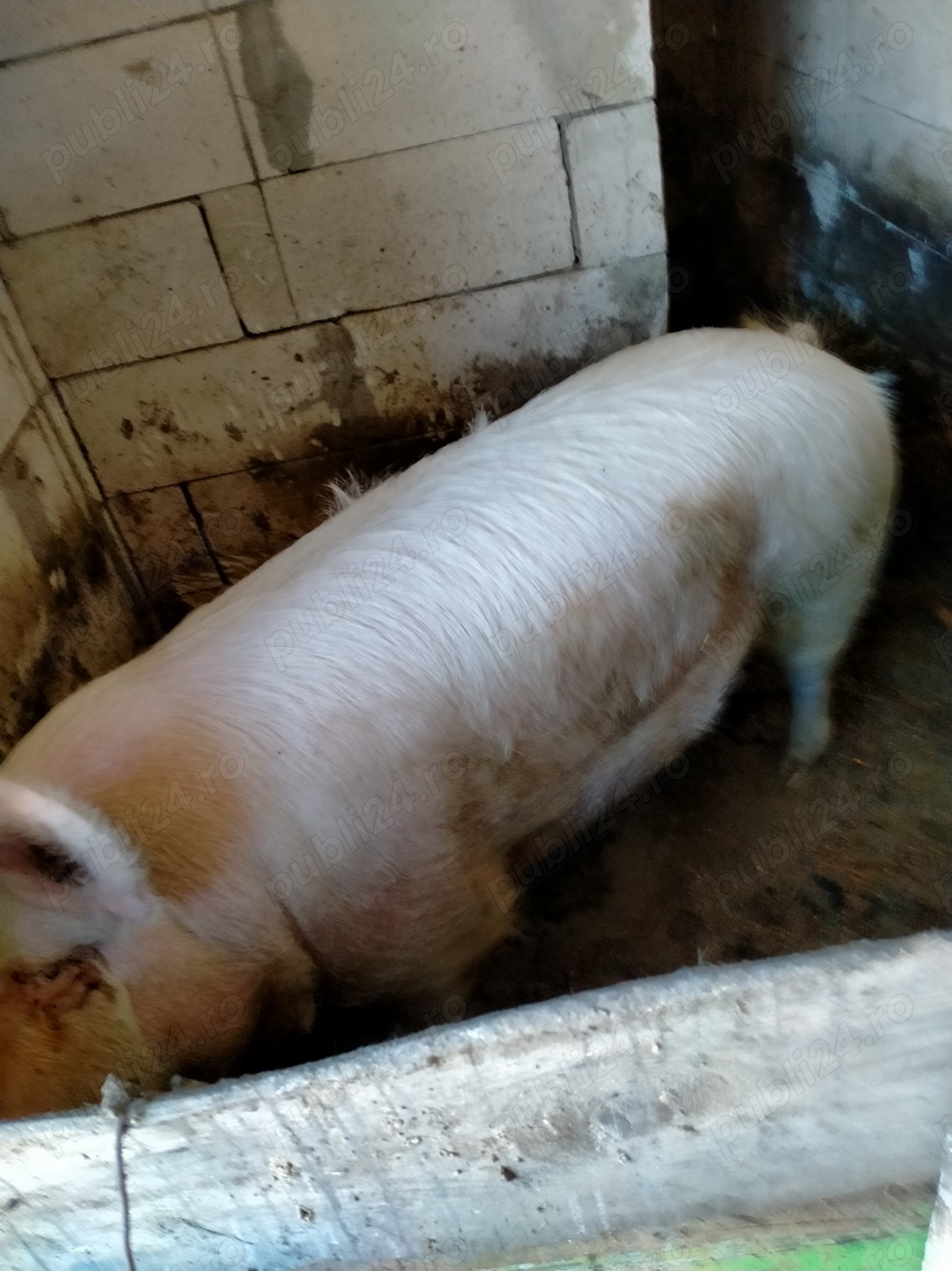 Purcel crescut acasă 