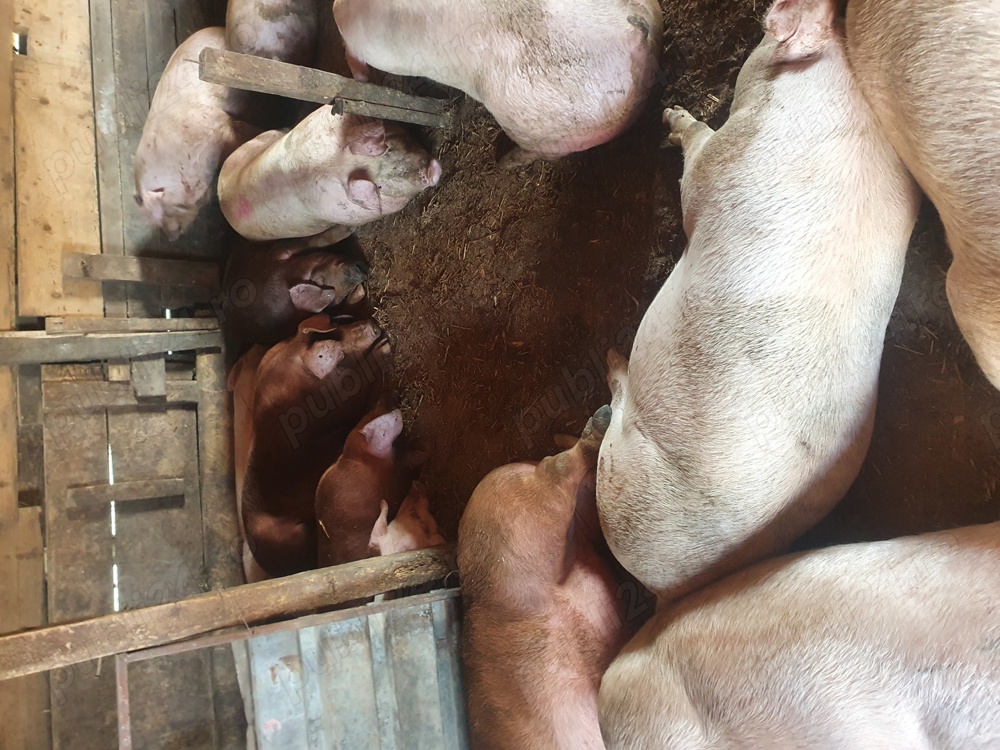 Porci rasa carne 120 -200 kg