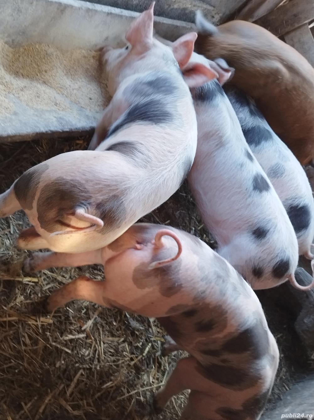 vând6 purcei de 12 săptămâni rasa de carne 