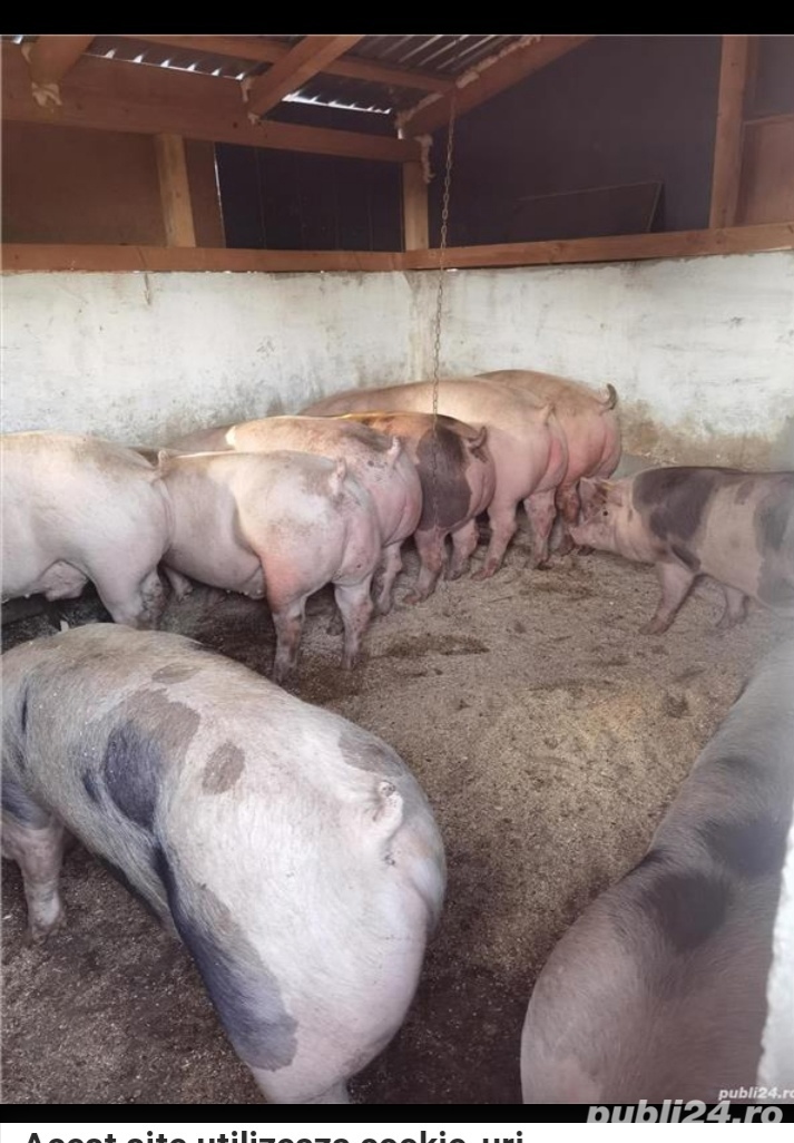 vamd porci pentru Crăciun 