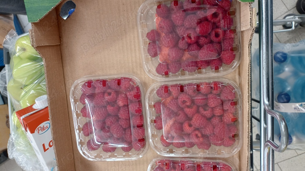 Vând zmeura lanthan soi canadian 