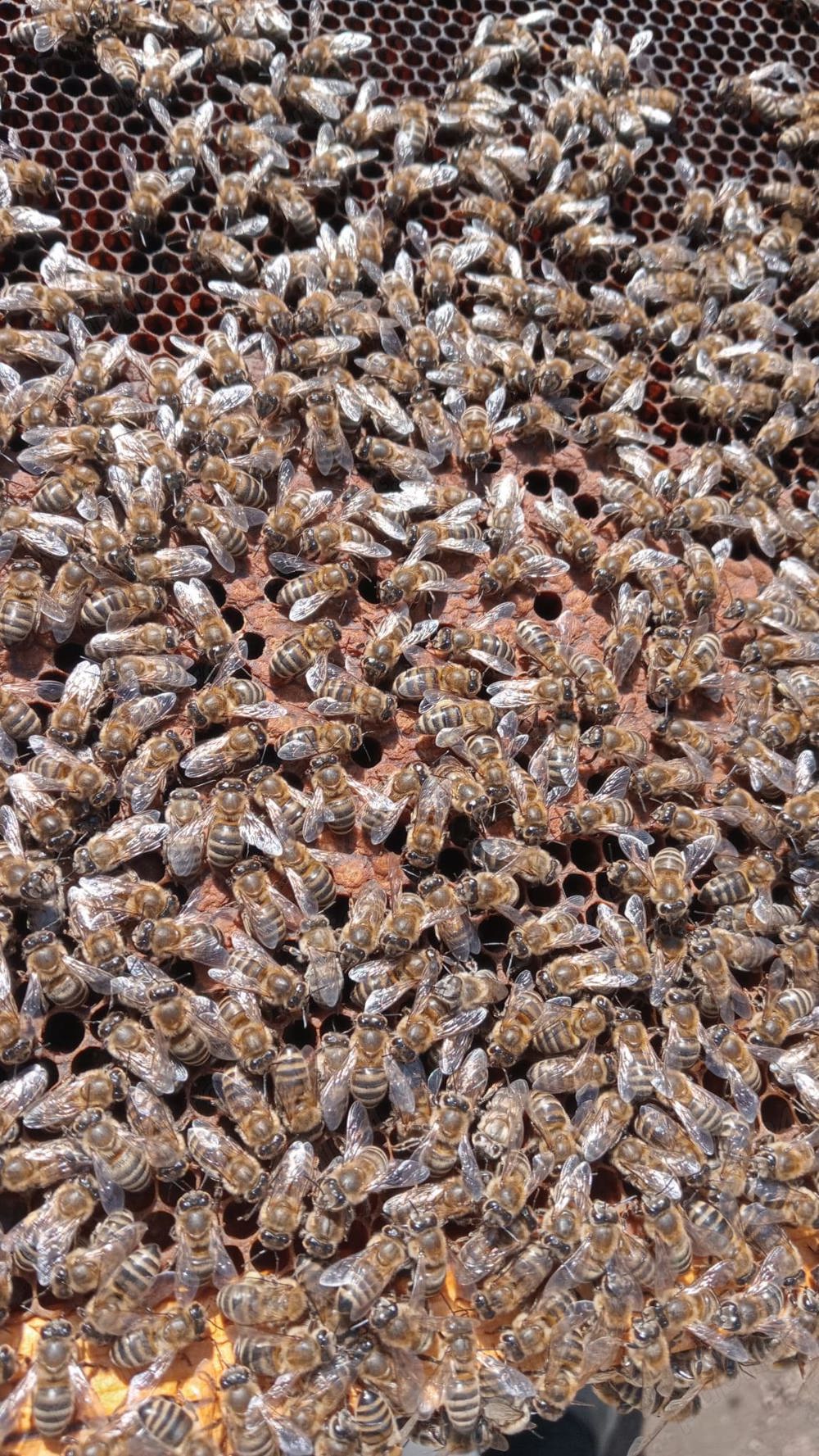  Vand familii albine si ceara