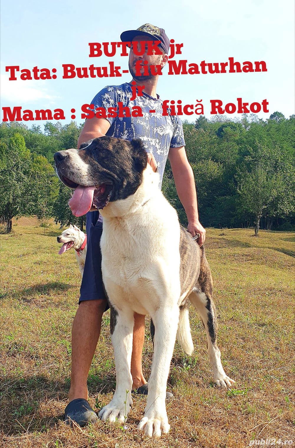 Ciobanesc Asia Centrala  Ciobanesc Asia Centrala