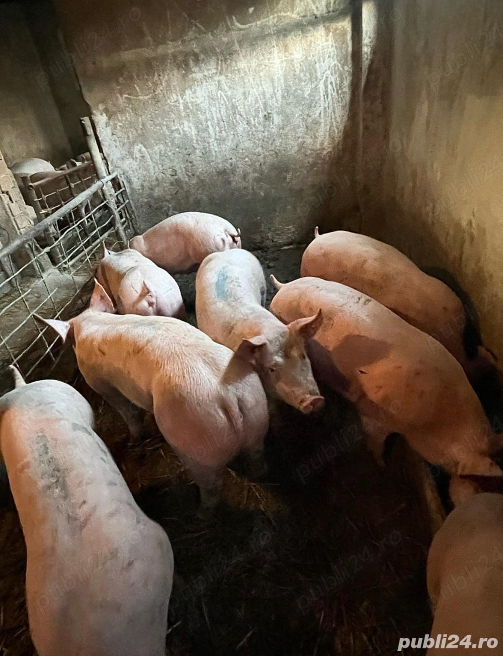 Vand porci de carne!!