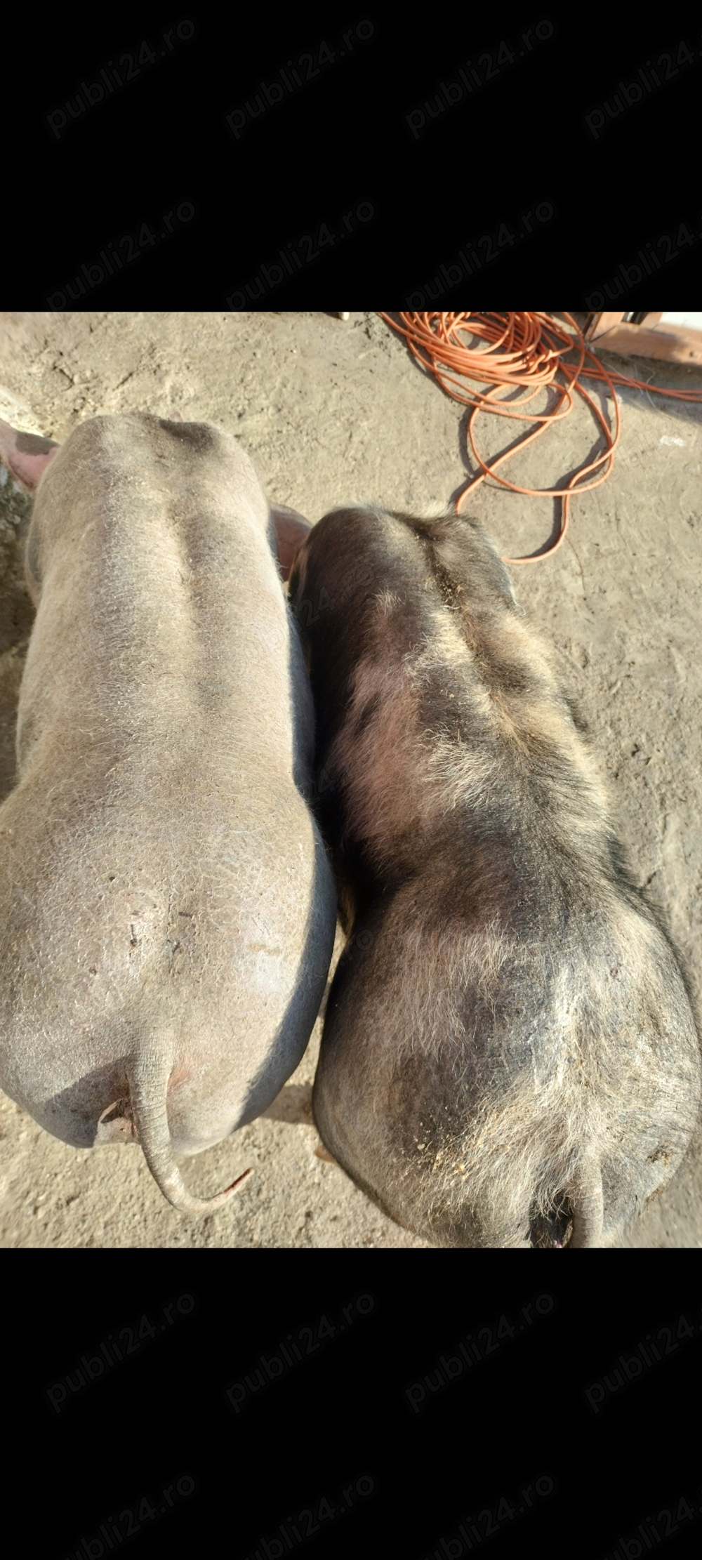 Rasă casă masă ajut cu transport Rasă casă masă ajut cu transport