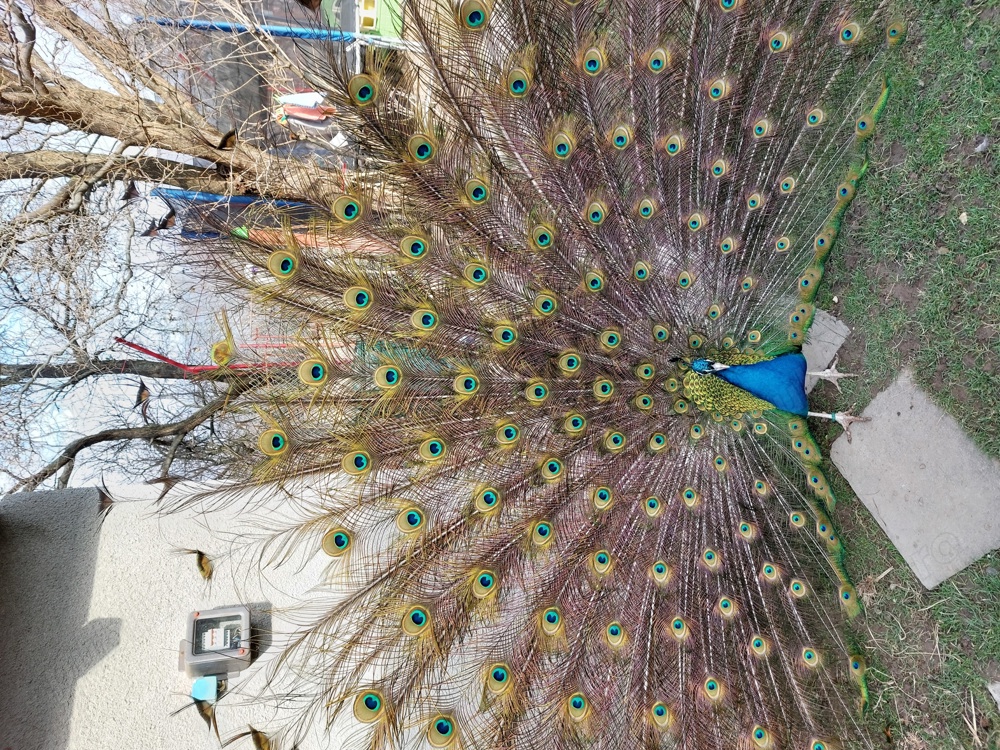 Vanzare pauni. Vanzare pauni.