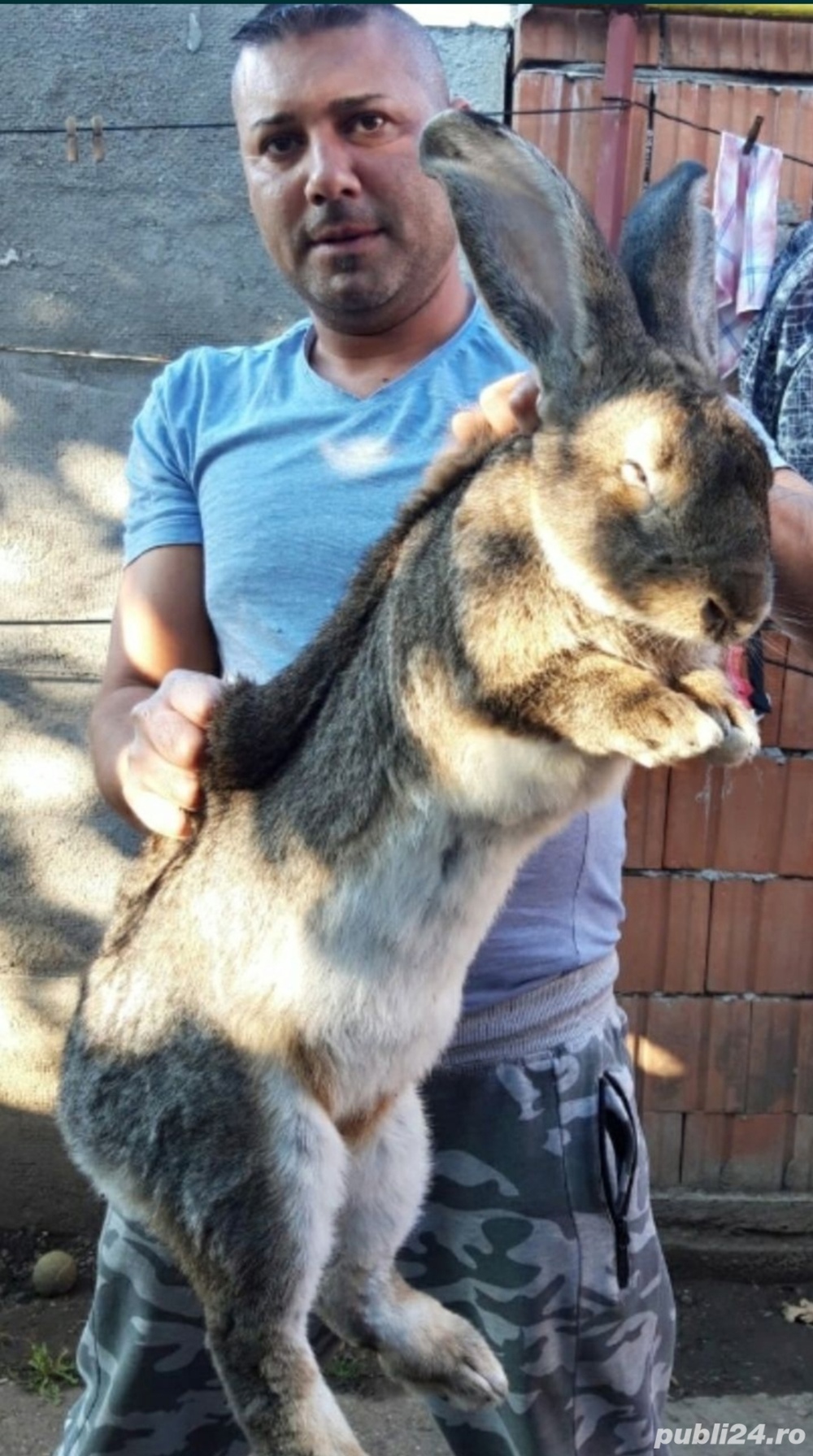 Diferite rase de iepuri 