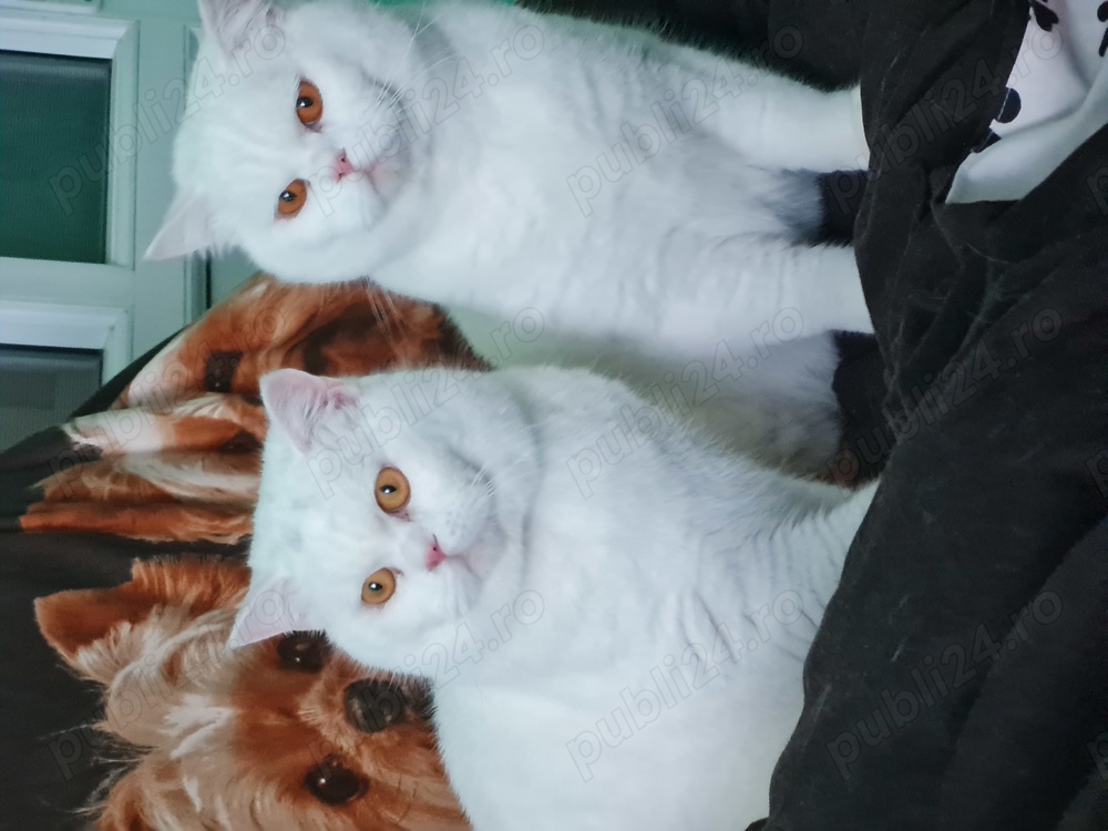 BRITISH Shorthair White  1an și 2 luni masculi,nu sunt castrati