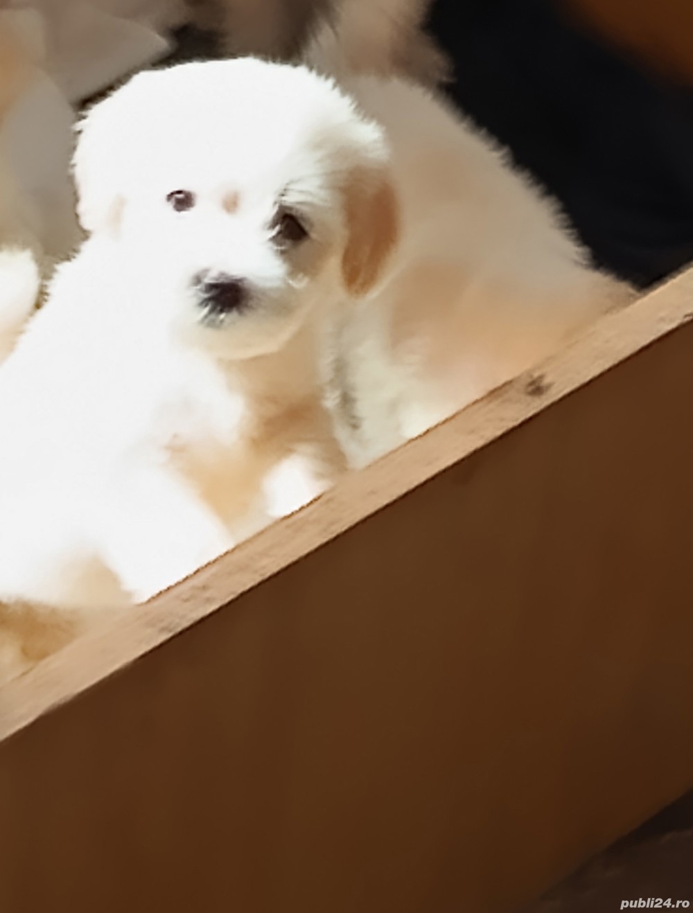 cățeluși bichon maltez 