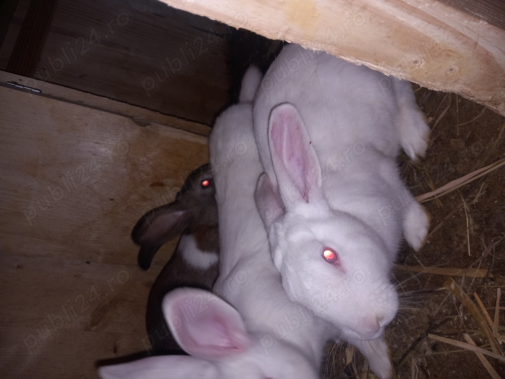 Iepuri adulti si pui Iepuri adulti si pui