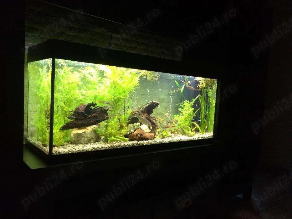 Mententanta, service, amenajari si intretinere acvarii, acvariu