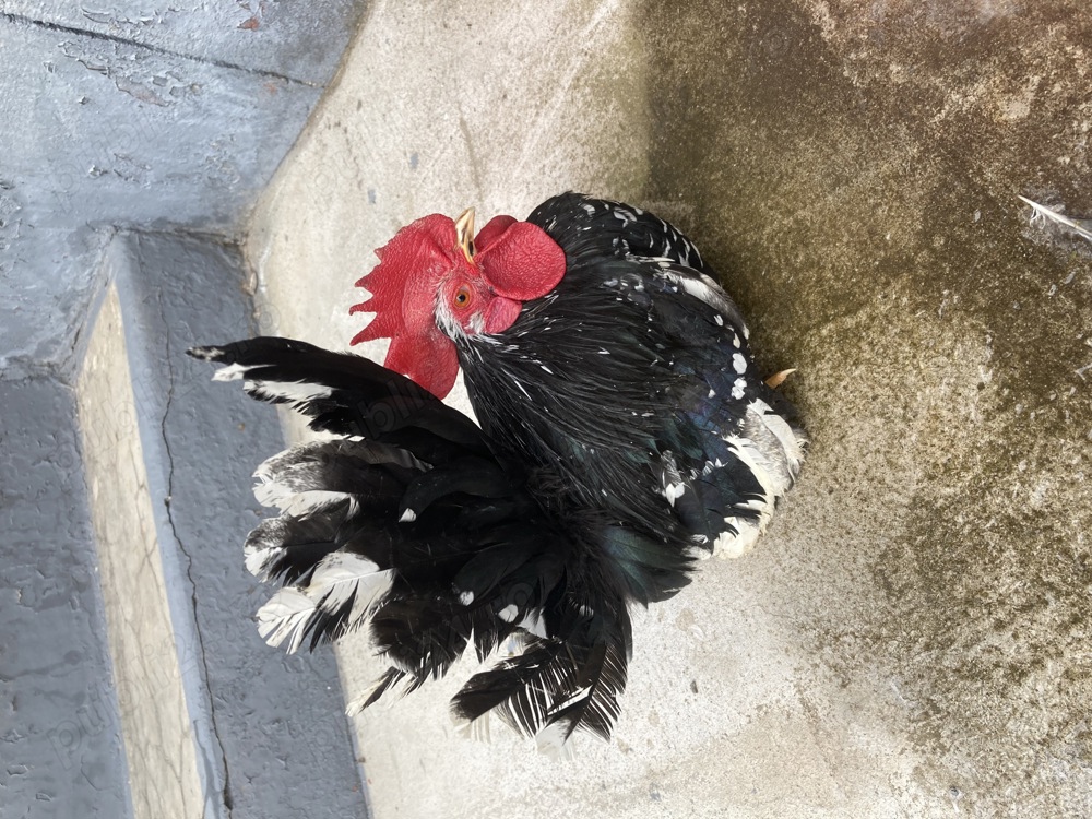 Păsări pitici rare în România de vânzare! 