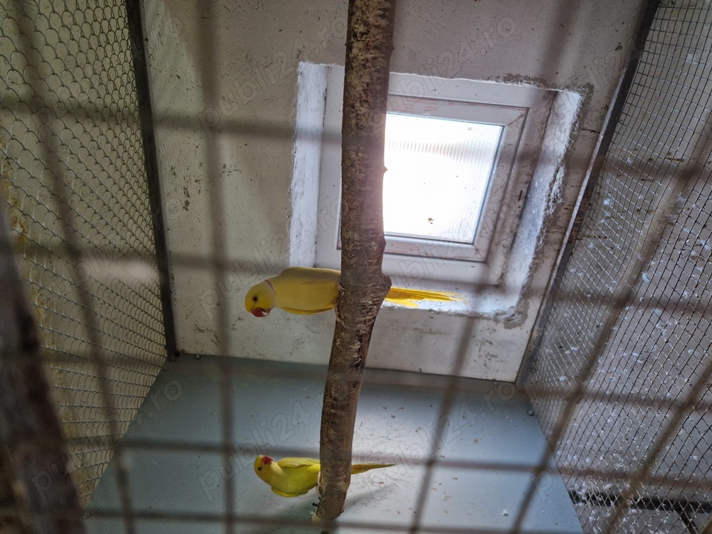 Vând Micul Alexander 