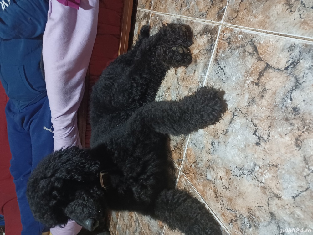 Pudel imperial Pudel imperial