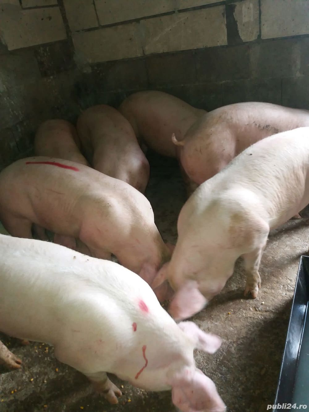 porci marisi purcei porci marisi purcei