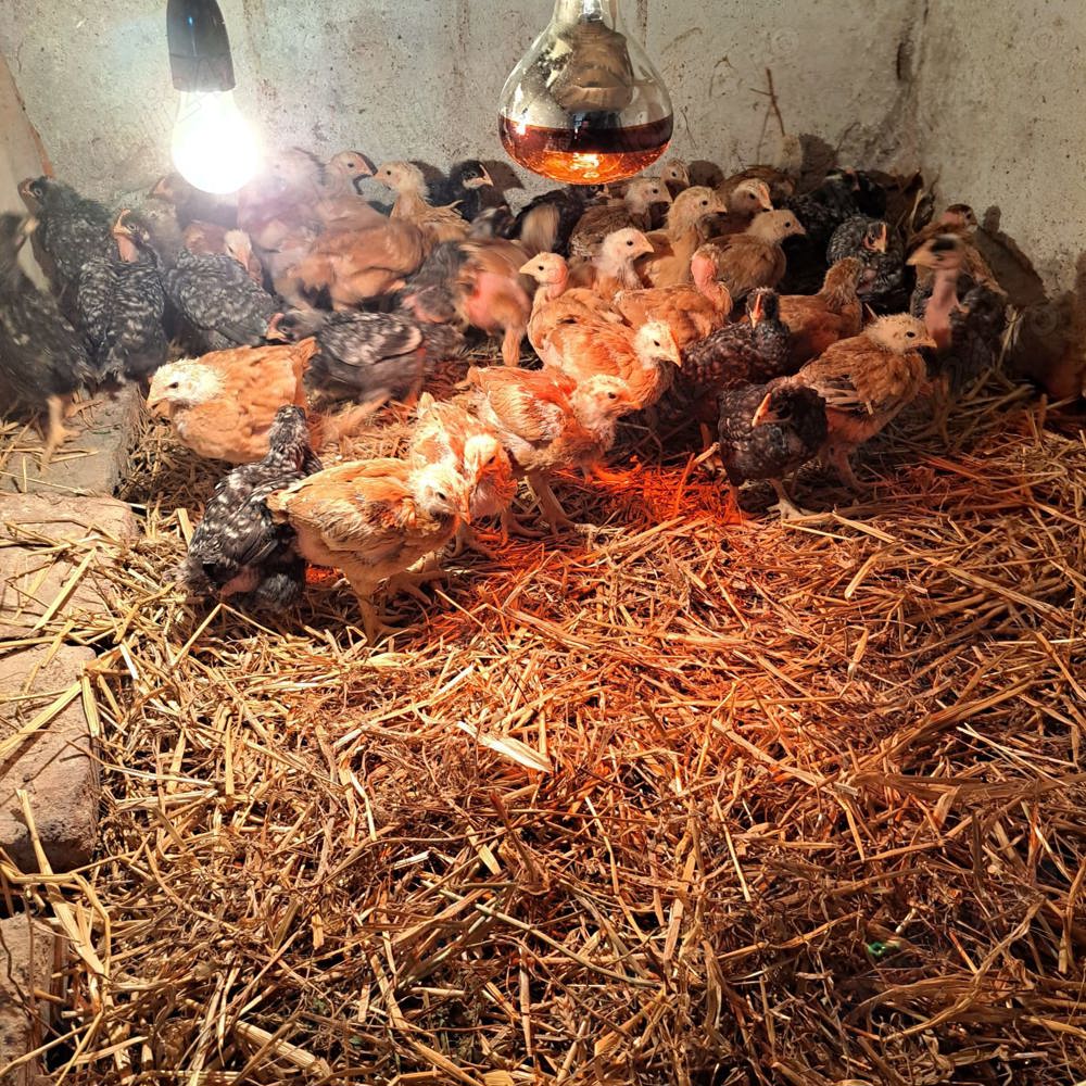 Pui si oua de casa Pui si oua de casa