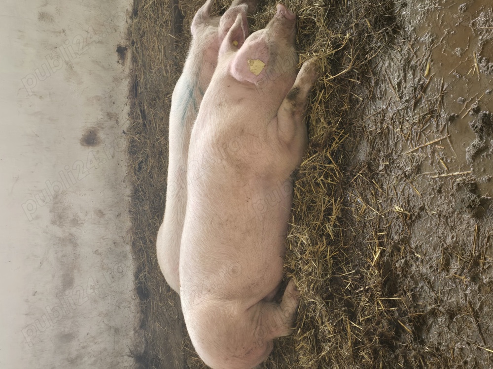 Porci de ingrasat 500 lei buc , de reproducție Landras , F1 , Marele Alb , Tn 70Duroc , Mangalita 