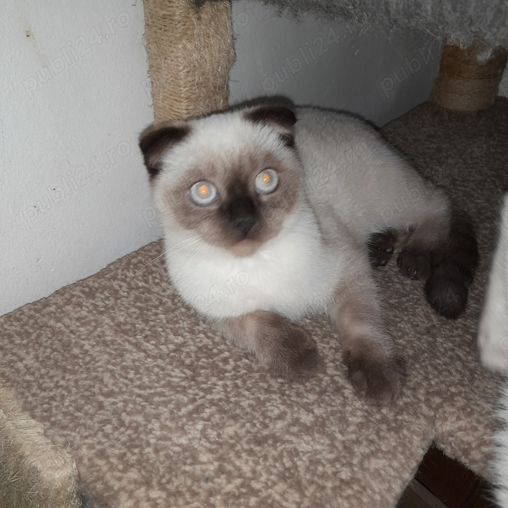 Scotish fold  băieti