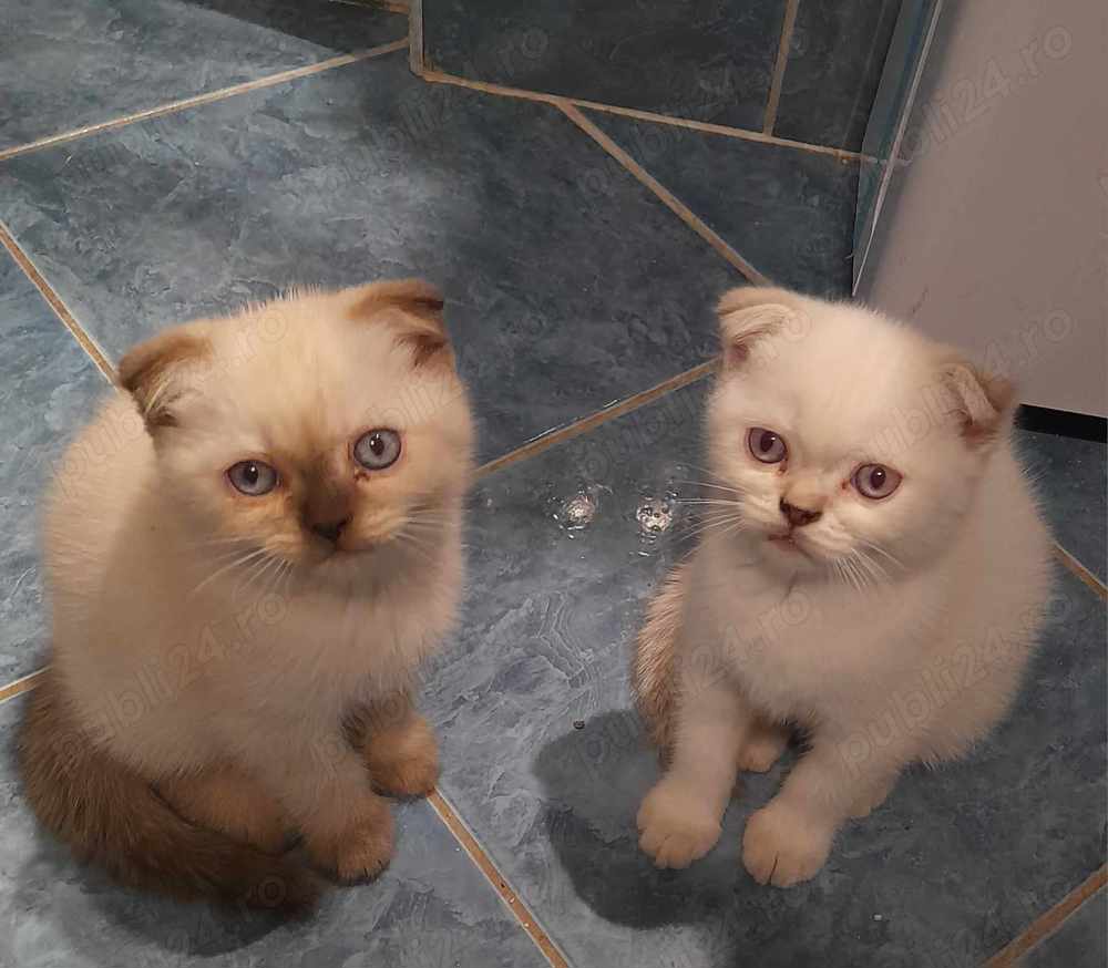 Scotish fold  băieti