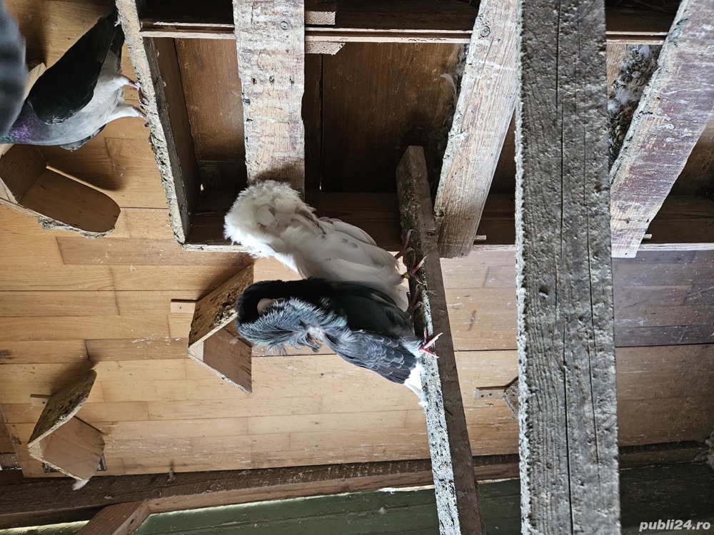 Porumbei Maria Stuard 