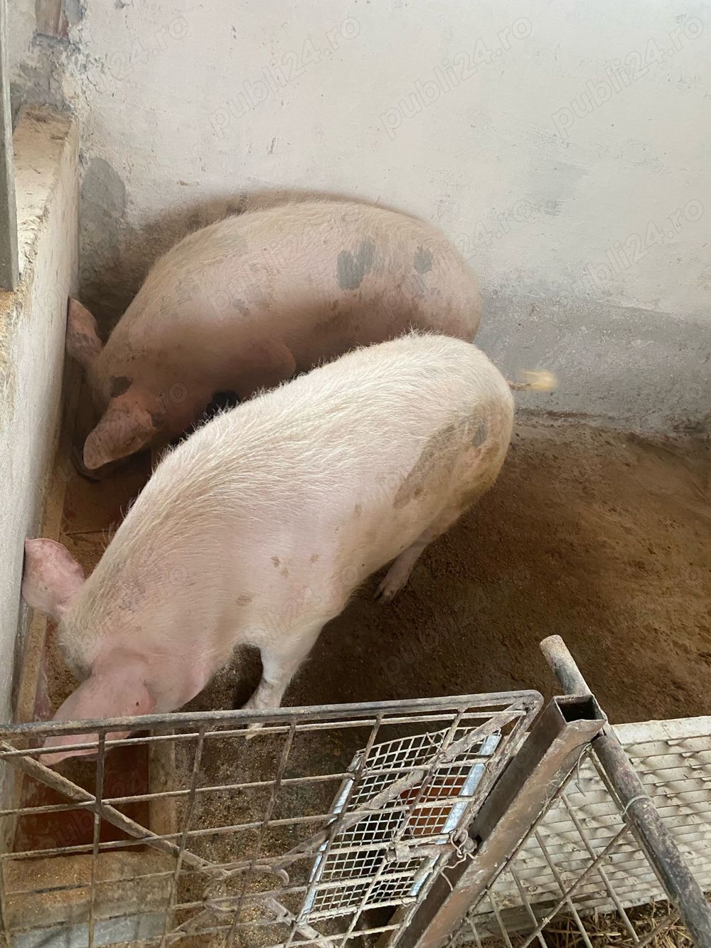 Vand porci 200 kg din rasa Petrean