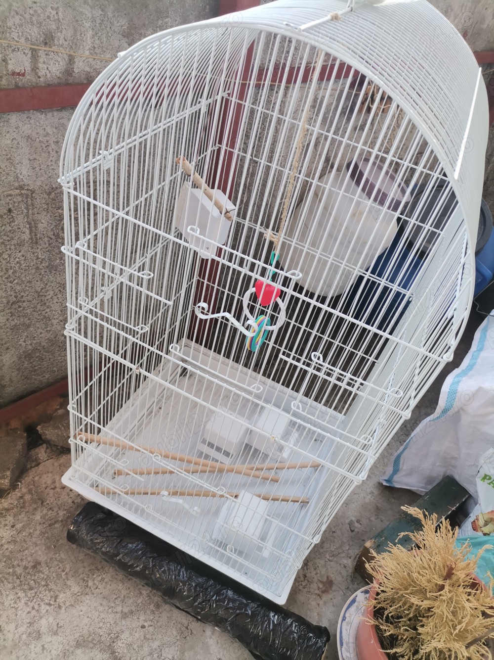 Colivie pasari Colivie pasari