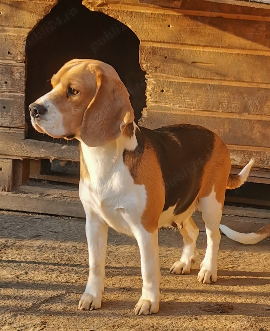 Vând Pereche de câini Beagle Vând Pereche de câini Beagle