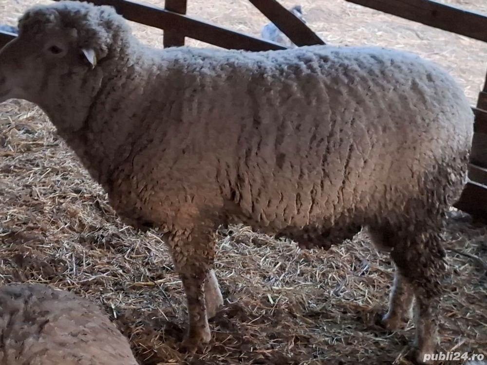 Vand berbec de rasa ile de france de 3 ani , circa 120 kg foarte bun de monta, 1600 lei 