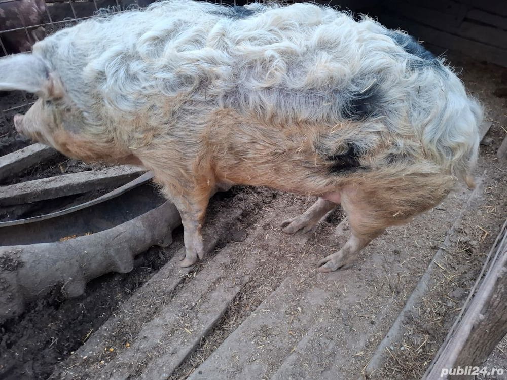 vand porc de circa 200 kg , hranit eco, 12 ron   kg