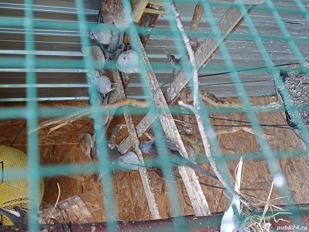 Turturele diamant Turturele diamant