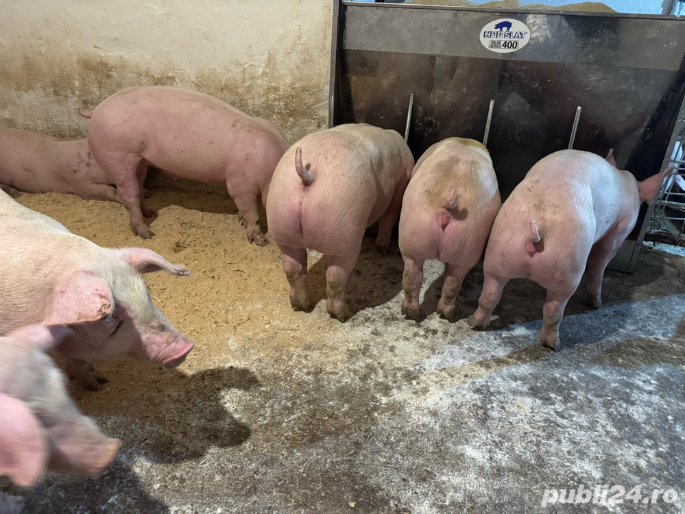 Purcei si porci de carne 30-250kg. primim arvuni pentru craciun!! Purcei si porci de carne 30-250kg. primim arvuni pentru craciun!!