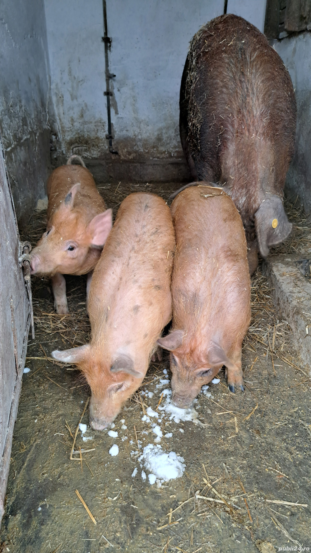 Porci purcei scrofițe