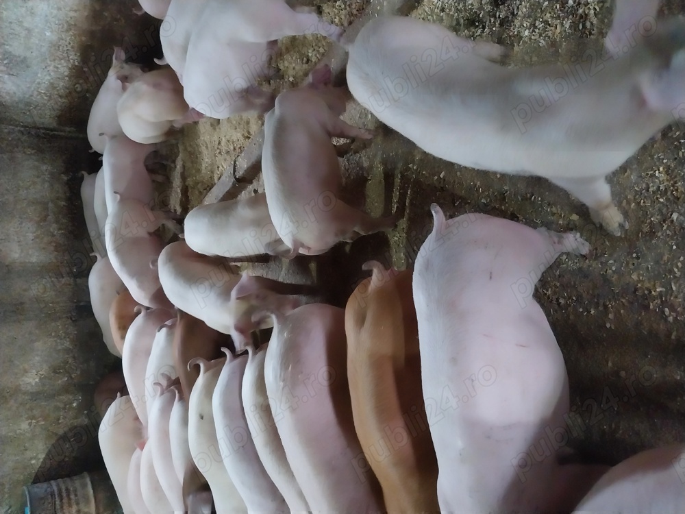 Purcei rasă de carne 