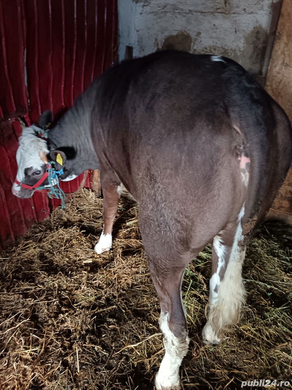 achizitii vaci.vitei.oi 