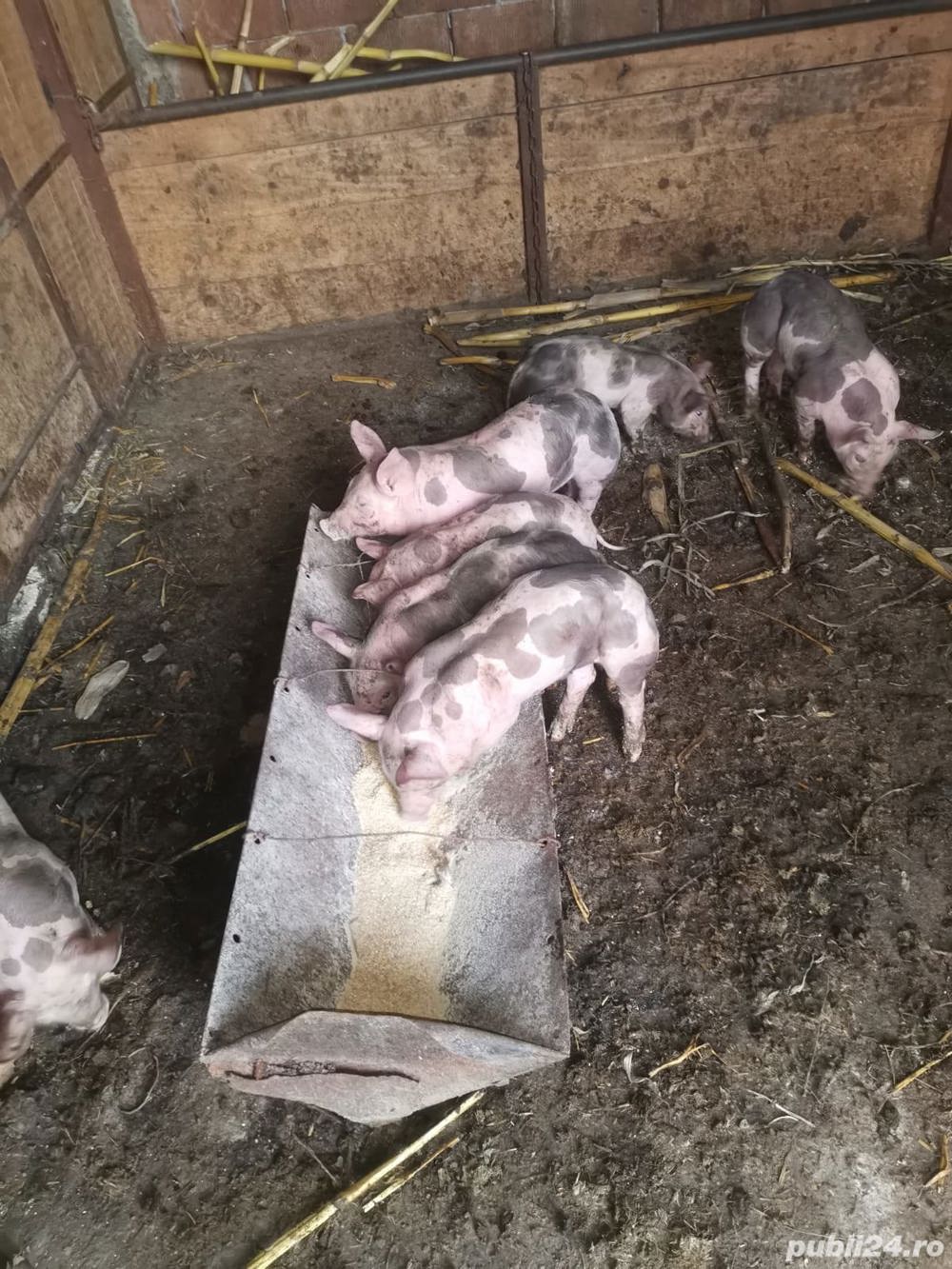 Scrofite si virtuți rasă pietrain belgian